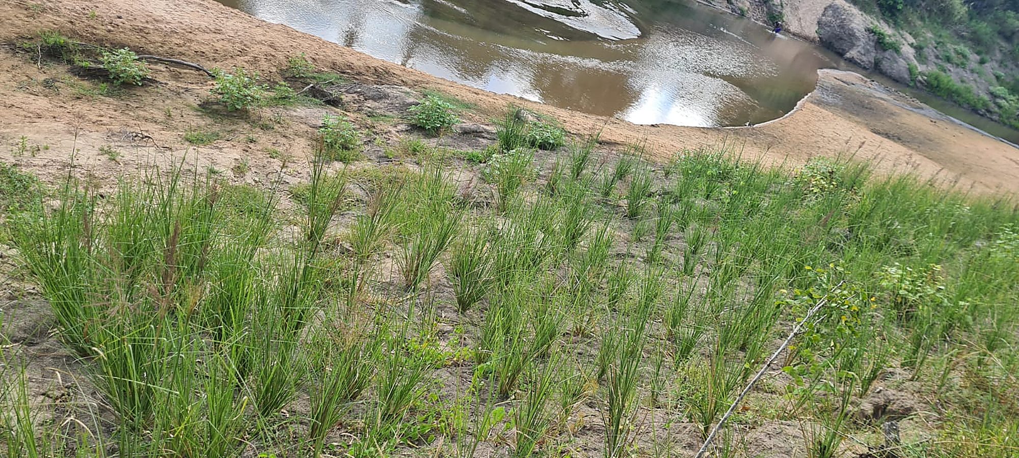 Vetiver grass rows holding a sandy riverbank above the water line