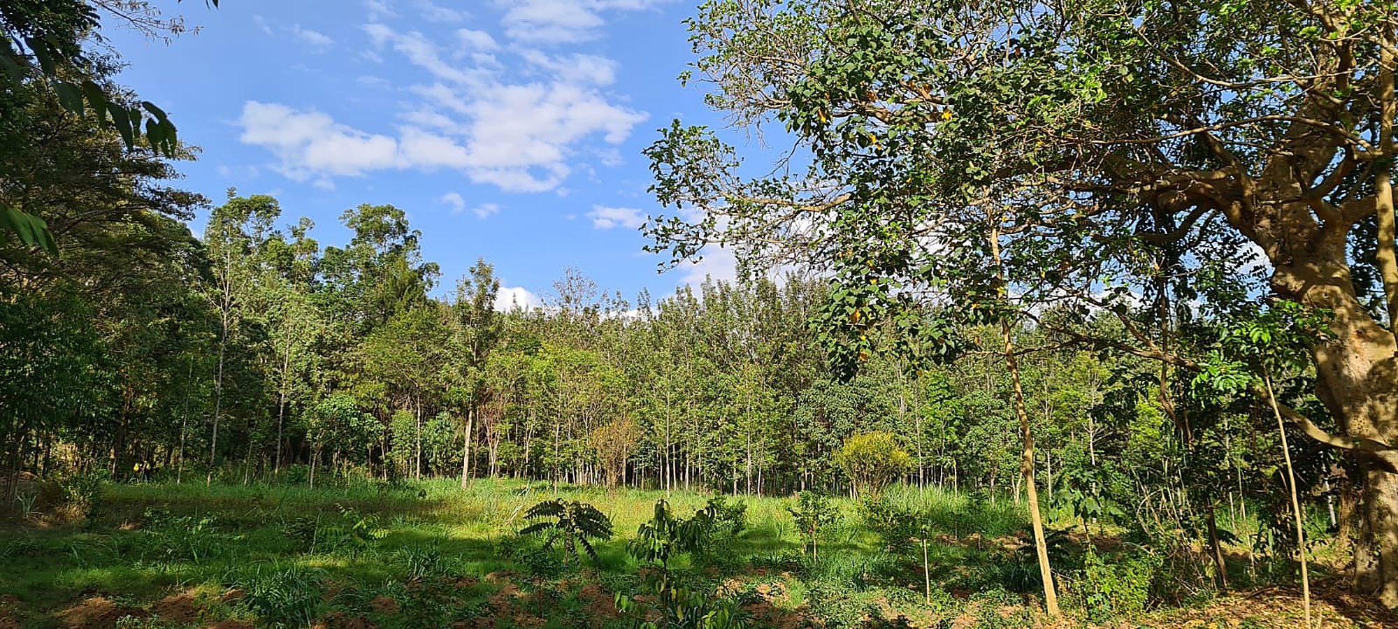 Young trees establishing in an open plantation under blue sky