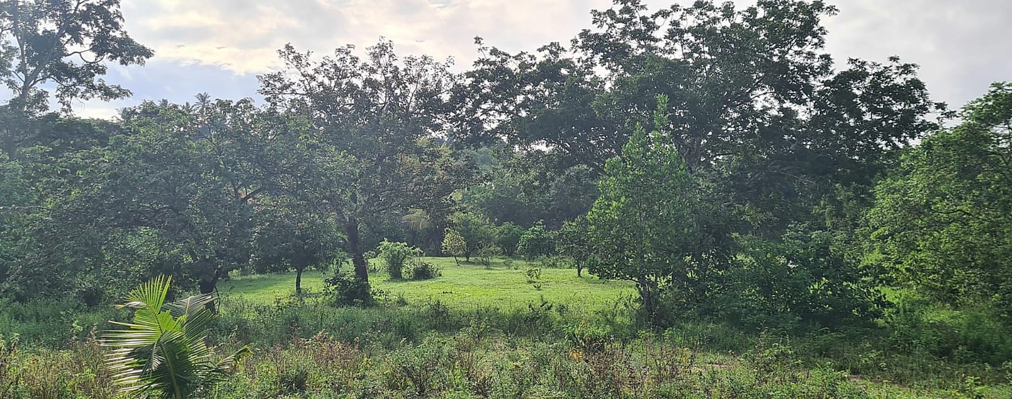 Restored indigenous canopy and open glade on the 100-acre South Coast forest