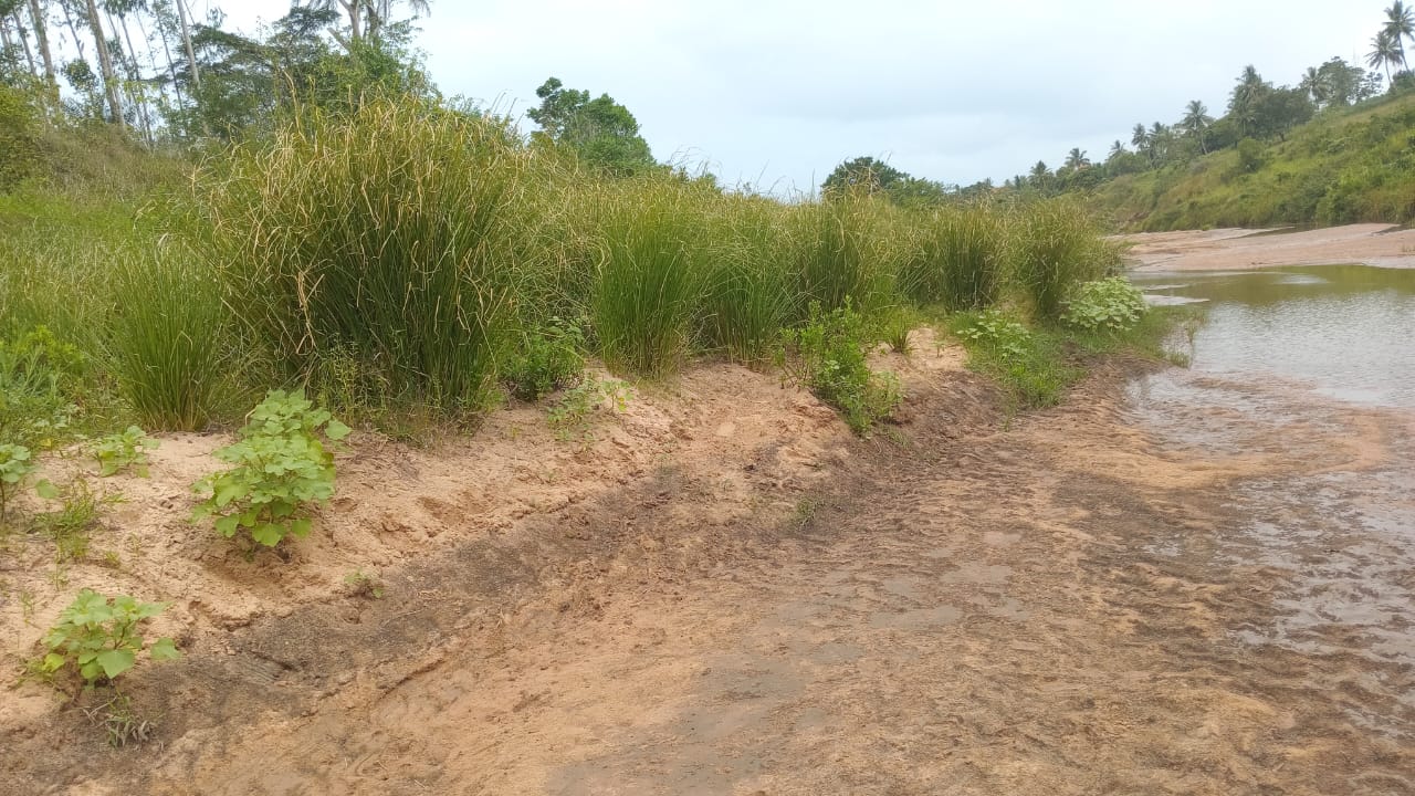 Established vetiver clumps anchoring a sandy river bend