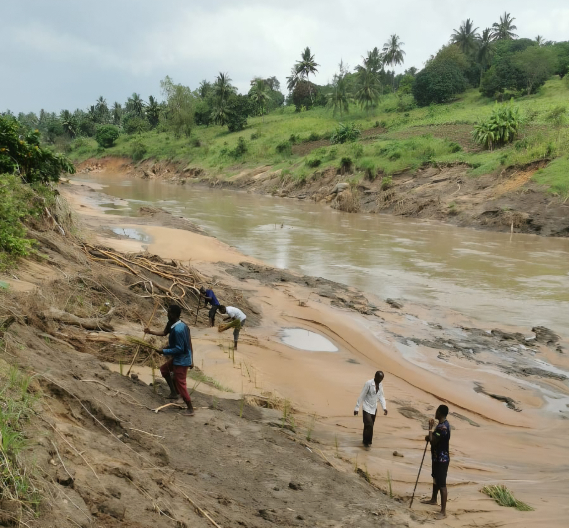 Volunteers carrying vetiver slips along the Ramisi River