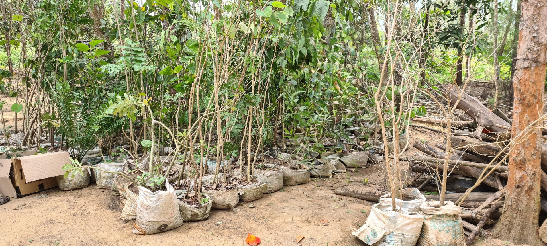 Seedlings bagged and prepared for planting