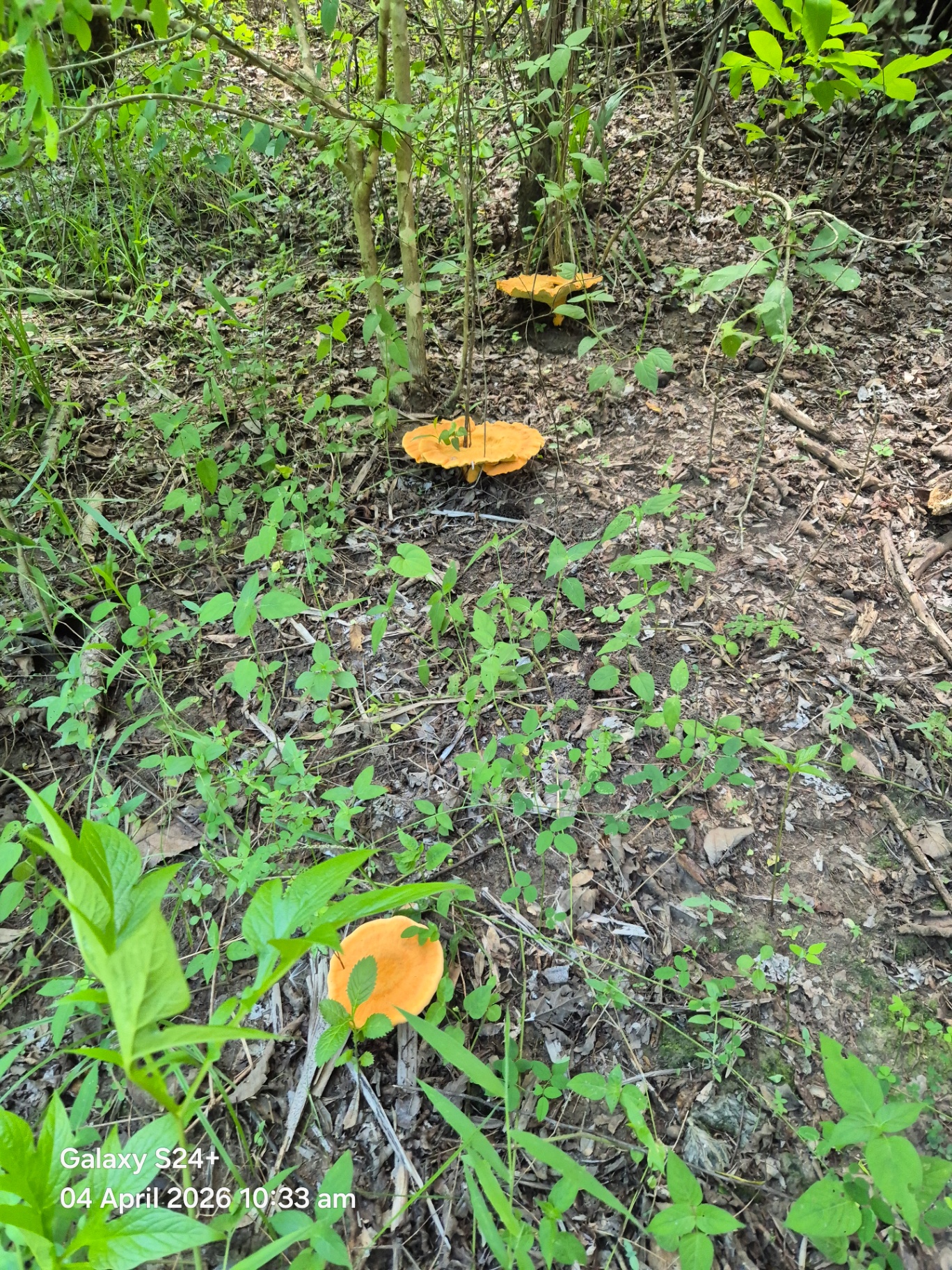 Wild orange mushrooms fruiting on the forest floor