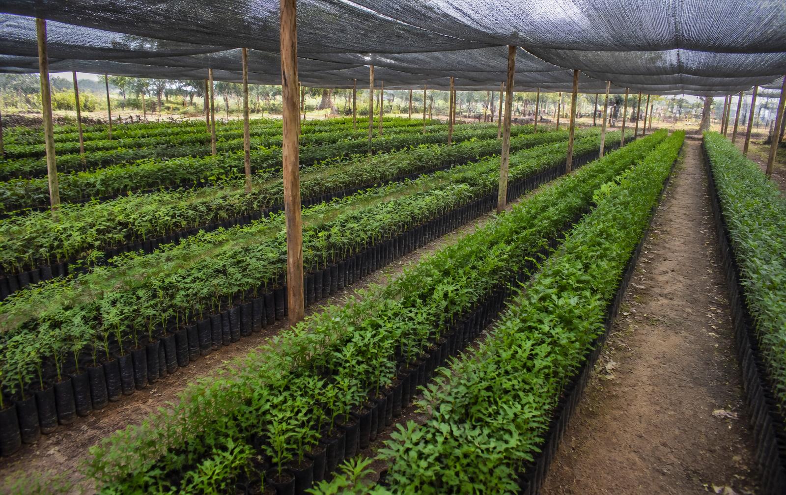 Rows of indigenous tree seedlings in black planting bags under shade netting at a Kenyan nursery