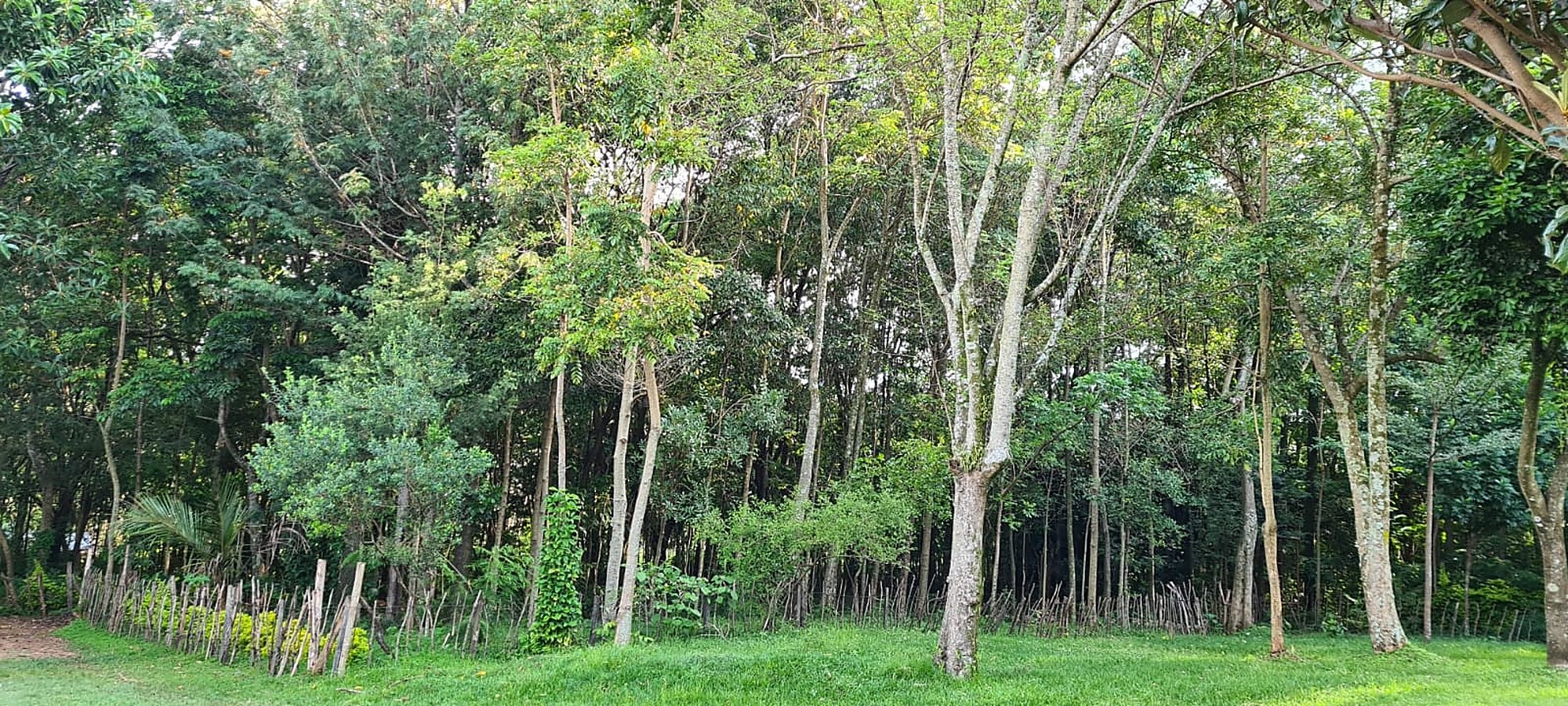 Mature indigenous trees behind a stick fence on the homestead forest