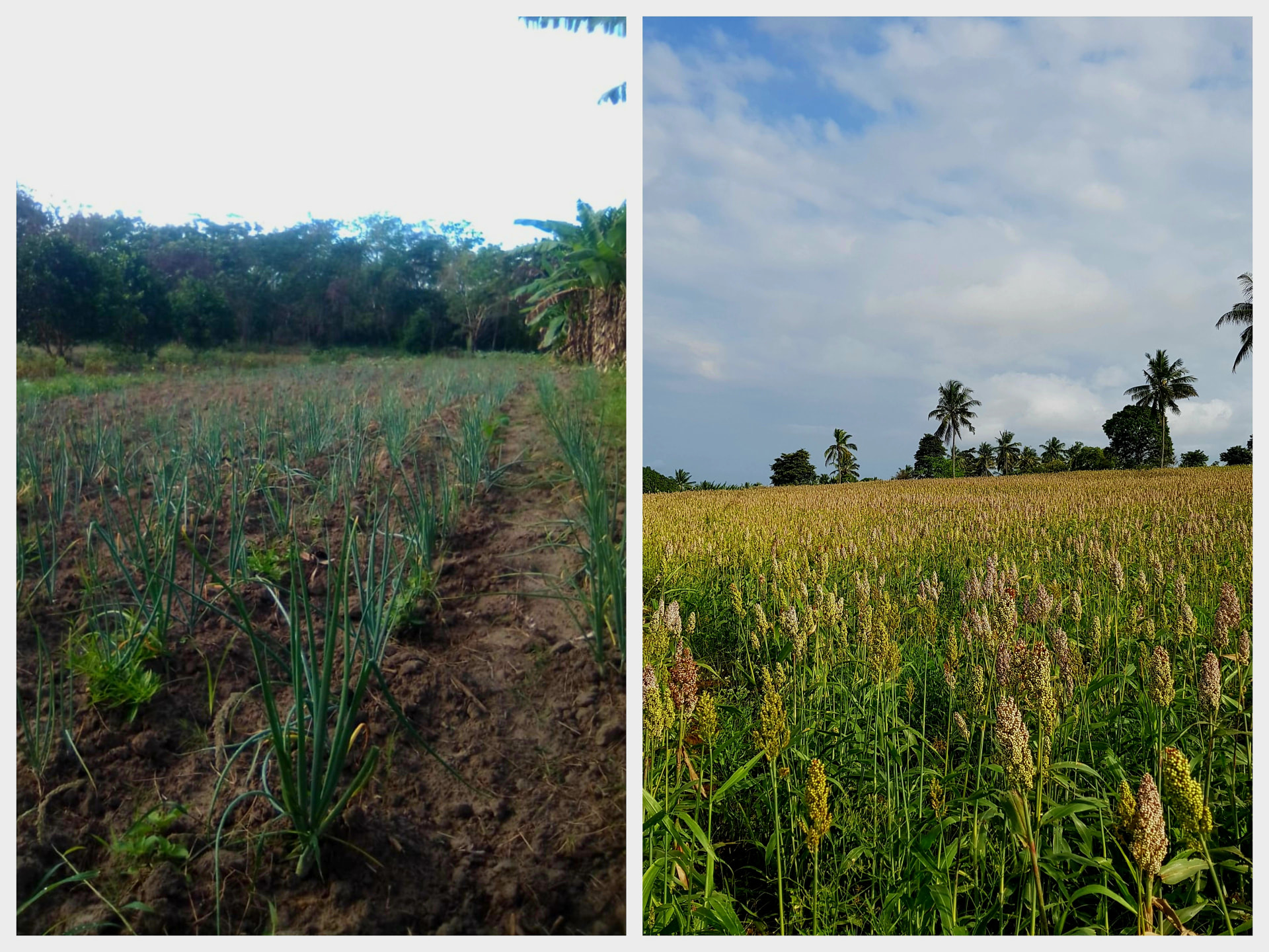 Onion plot on part of the 110 acres alongside a healthy crop of sorghum