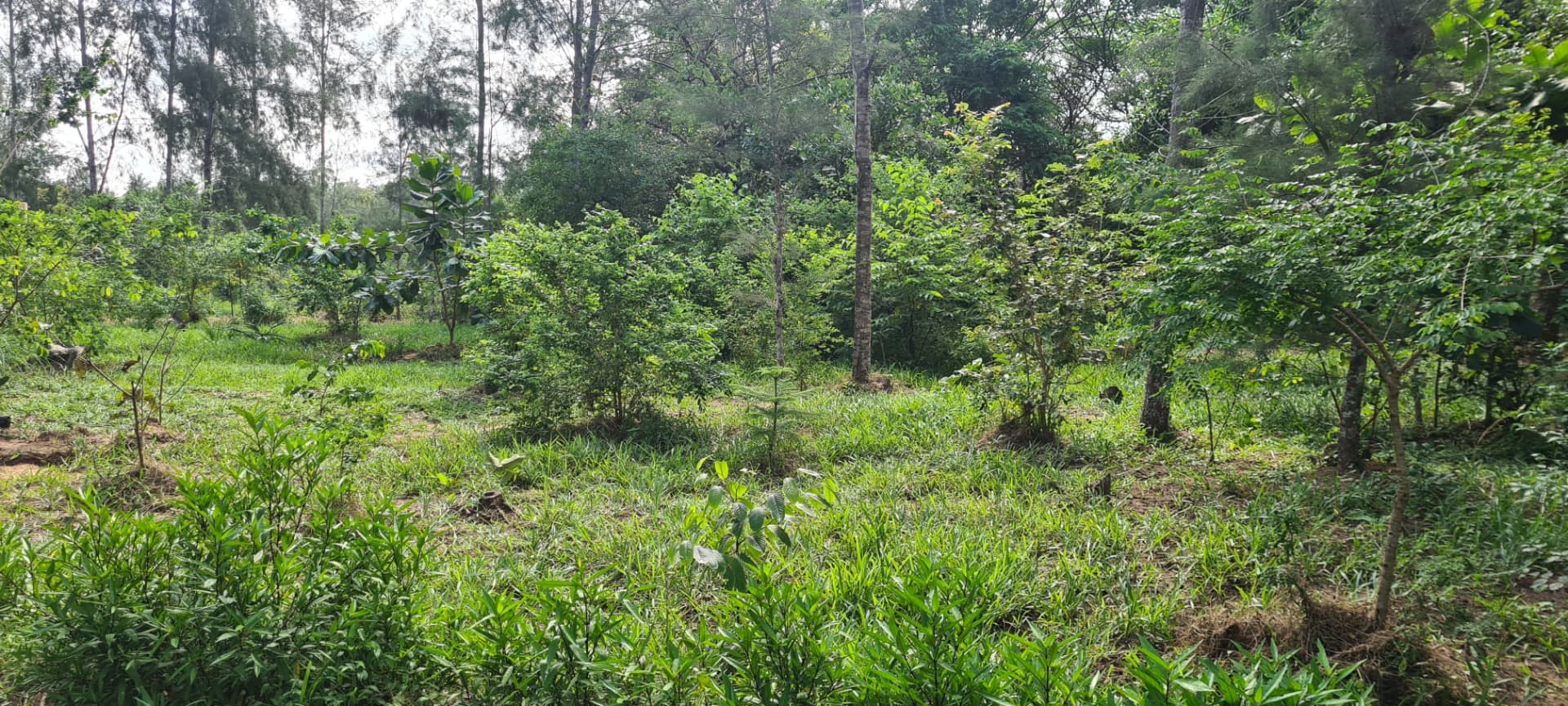 Mkelekeleni Ridge regenerating with mixed indigenous trees and ground cover