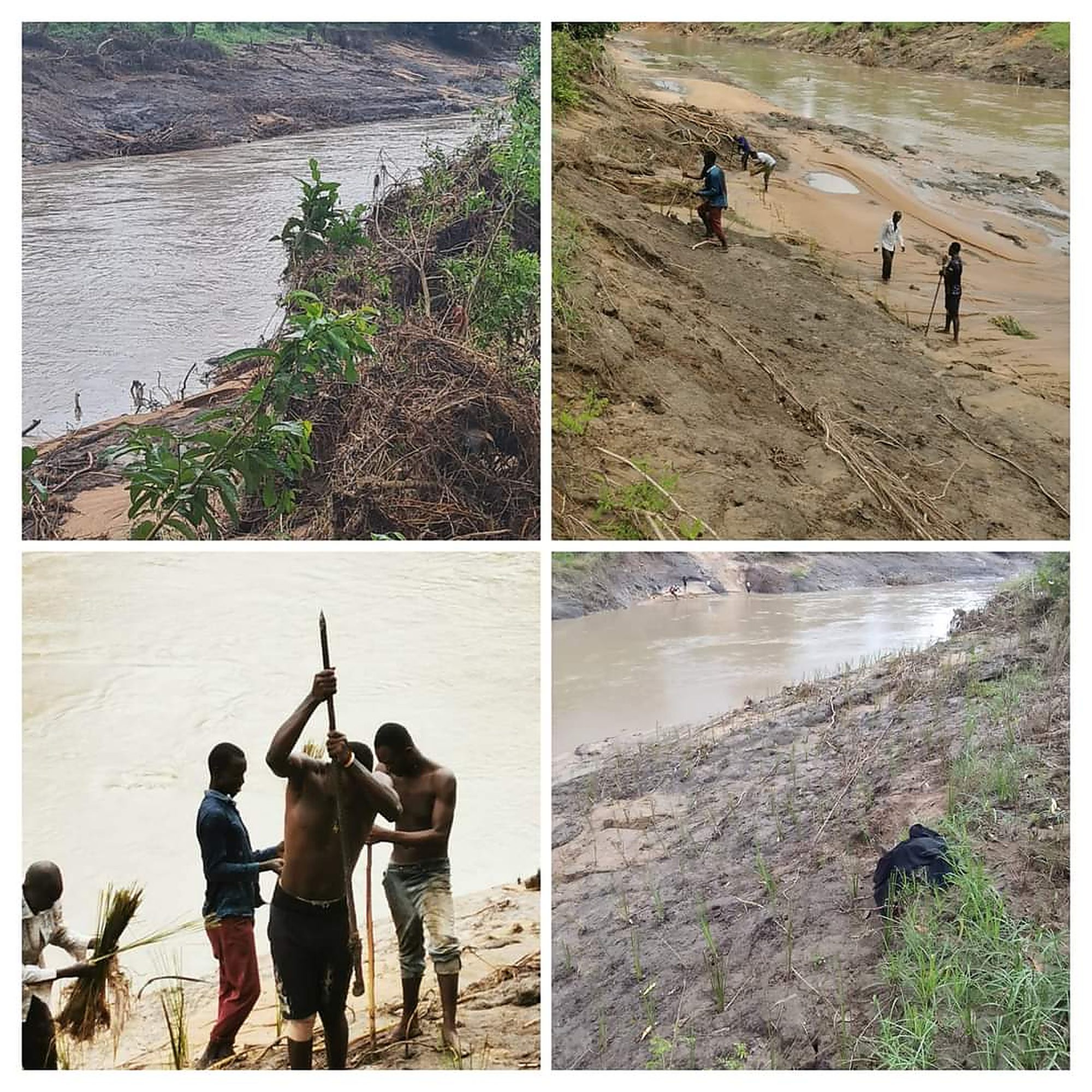 Community members planting vetiver slips along an eroded riverbank