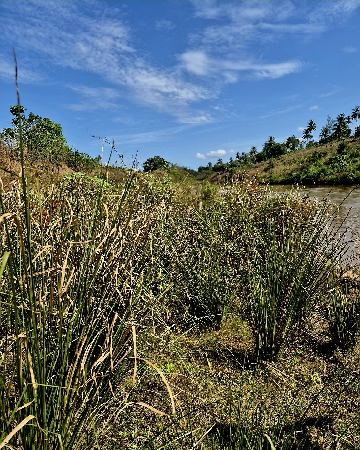 Vetiver grass holding the banks along the Ramisi River