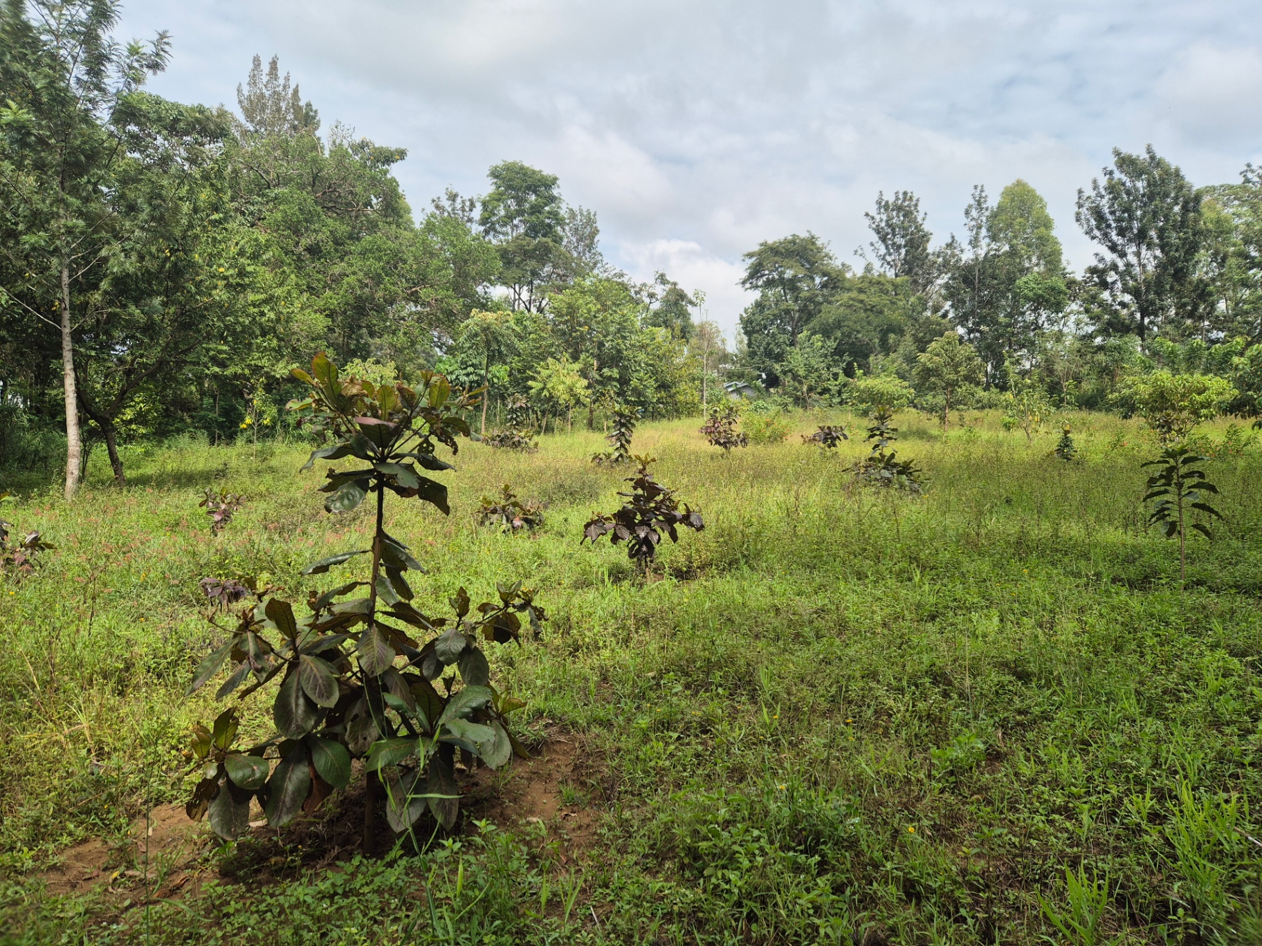 Young trees taking hold in a regenerating field at the Mary Munei Community Resource Centre