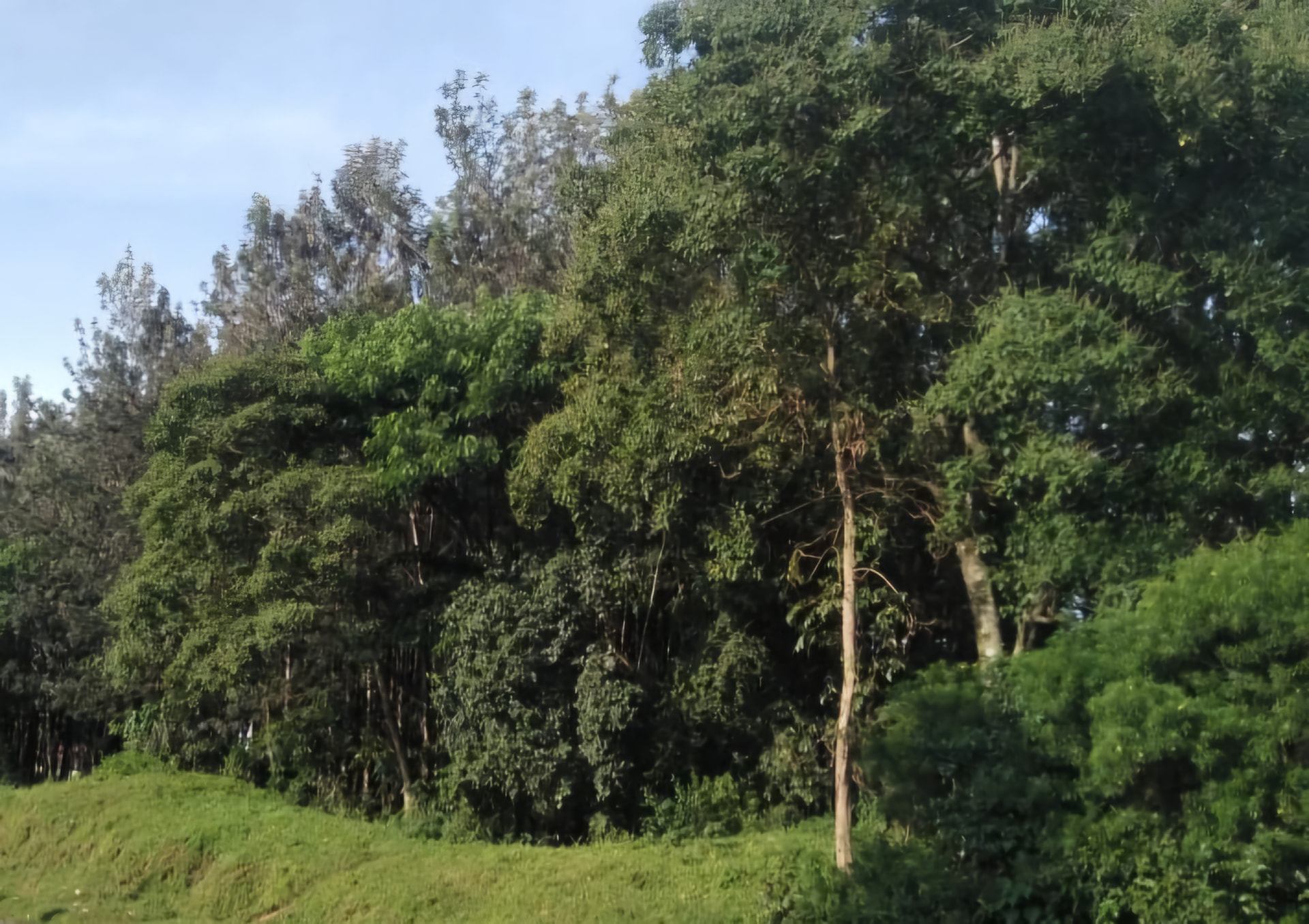 Dense mature canopy within the nine-acre urban forest in Western Kenya